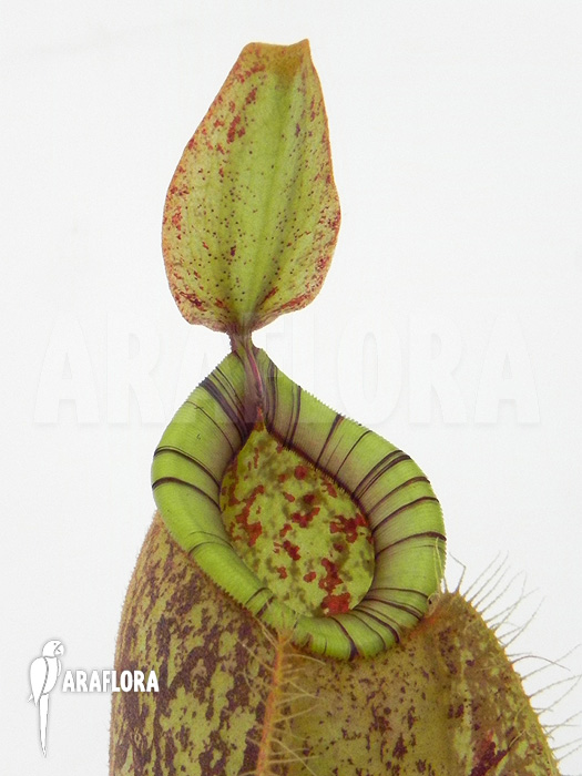 Nepenthes x hookeriana &lsquo;Dark&rsquo;