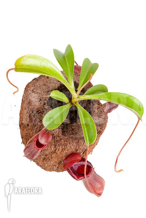Nepenthes x lowii x ventricosa