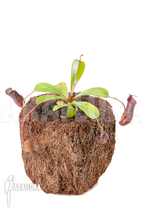 Nepenthes x lowii x ventricosa &lsquo;S&rsquo;