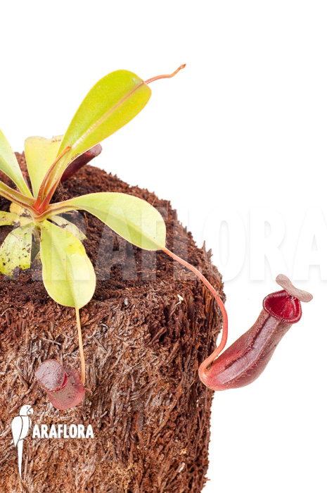 Nepenthes x lowii x ventricosa &lsquo;S&rsquo;
