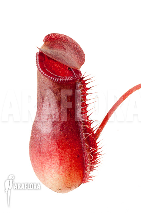 Nepenthes x lowii x ventricosa &lsquo;S&rsquo;