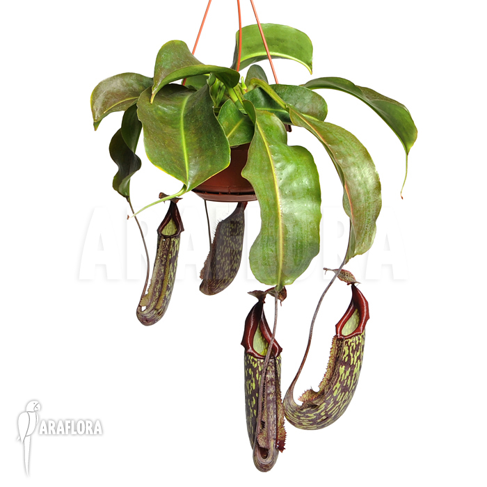 Nepenthes x maxima &lsquo;Hybride&rsquo;