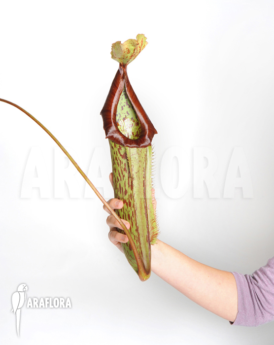 Nepenthes x miranda