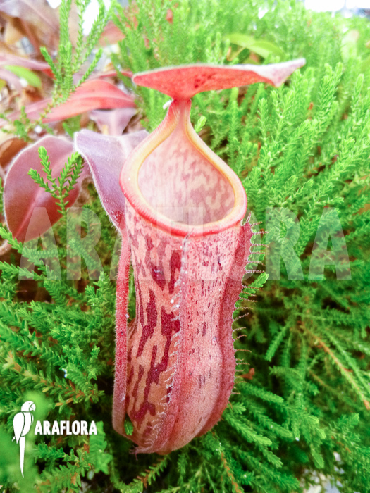 Nepenthes x &lsquo;Pink Panther&rsquo;