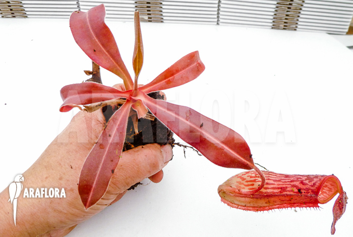 Nepenthes x &lsquo;Pink Panther&rsquo;