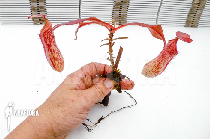 Nepenthes x &lsquo;Pink Panther&rsquo;