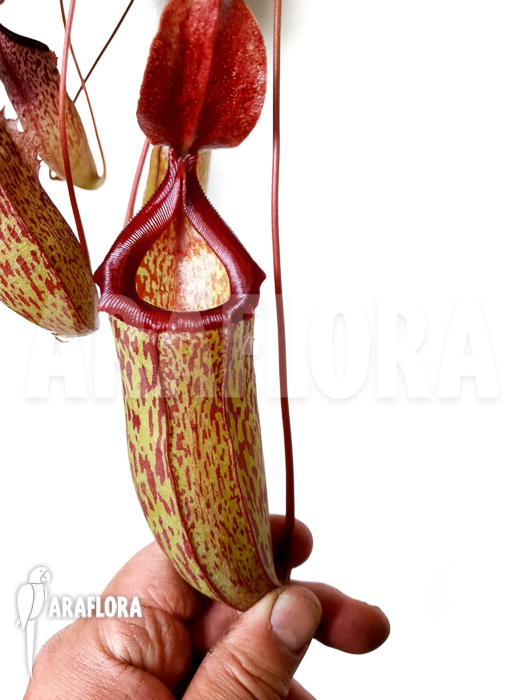Nepenthes x sam