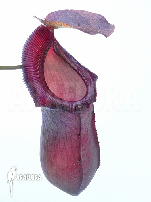 Nepenthes x singalana x ventricosa &lsquo;L&rsquo;