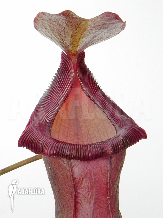 Nepenthes x singalana x ventricosa &lsquo;L&rsquo;
