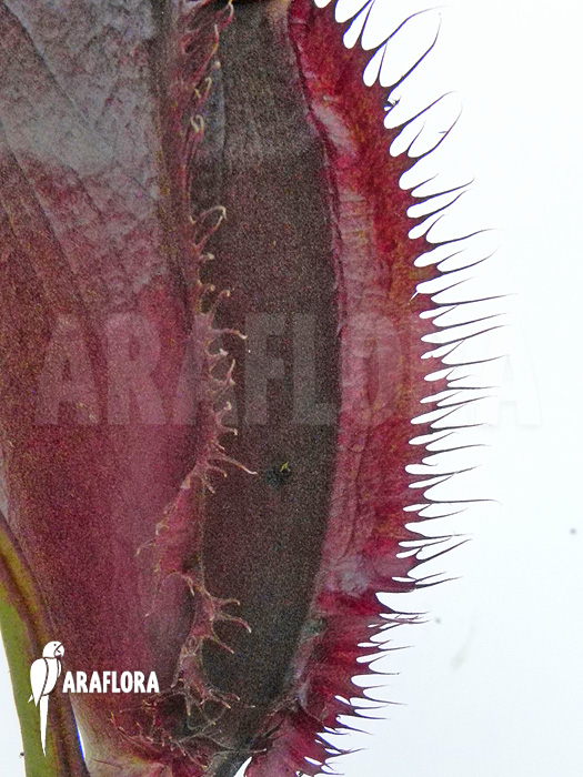 Nepenthes x singalana x ventricosa &lsquo;L&rsquo;