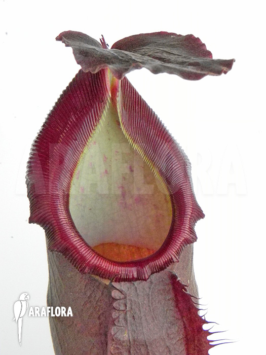 Nepenthes x singalana x ventricosa &lsquo;L&rsquo;
