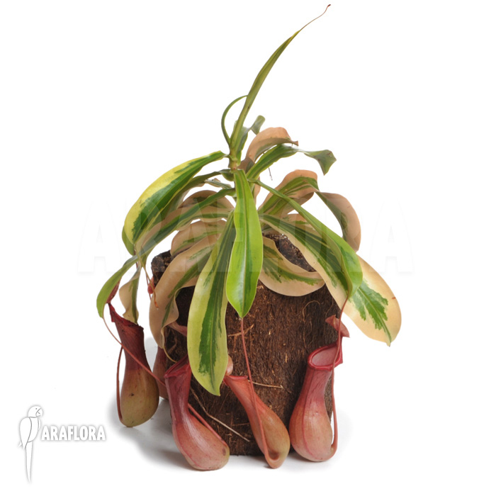 Nepenthes x ventrata &lsquo;Variagated&rsquo;