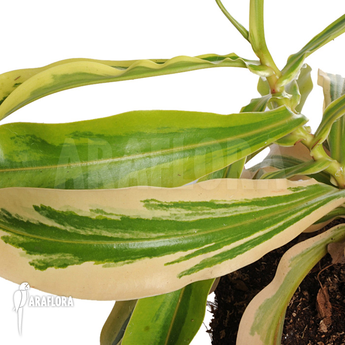 Nepenthes x ventrata &lsquo;Variagated&rsquo;
