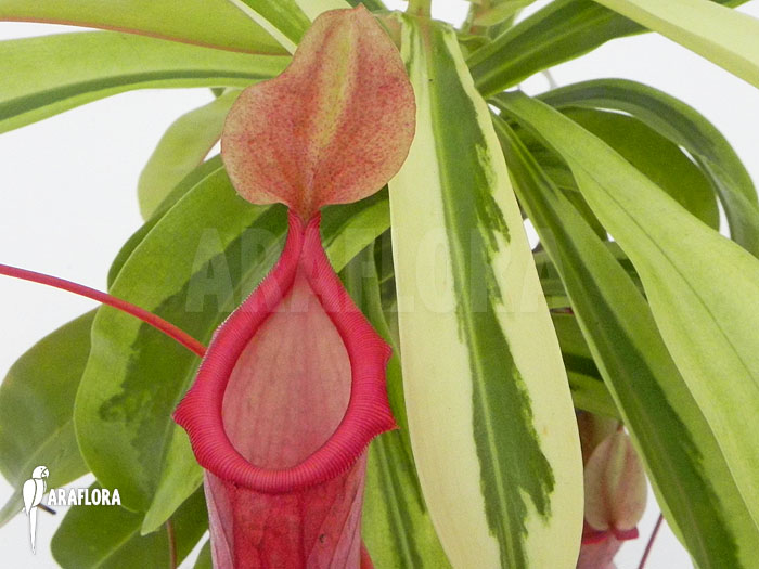 Nepenthes x ventrata &lsquo;Variagated&rsquo;