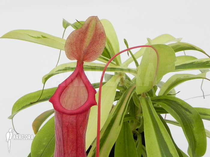 Nepenthes x ventrata &lsquo;Variagated&rsquo;