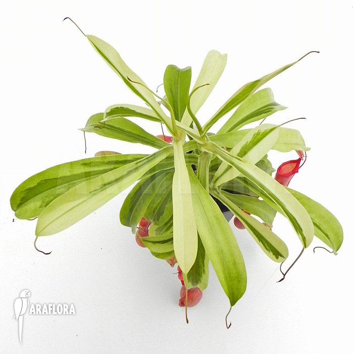 Nepenthes x ventrata &lsquo;Variagated&rsquo;