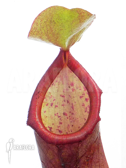 Nepenthes x &lsquo;Linda&rsquo;