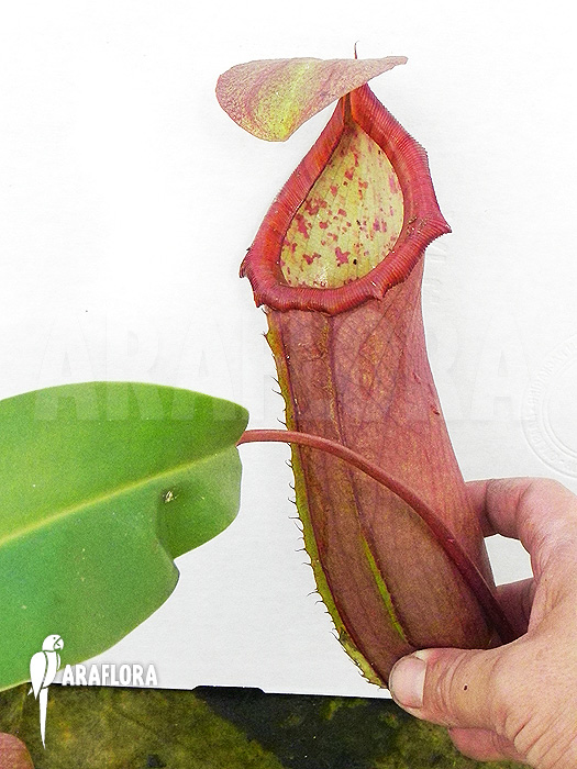 Nepenthes x &lsquo;Linda&rsquo;