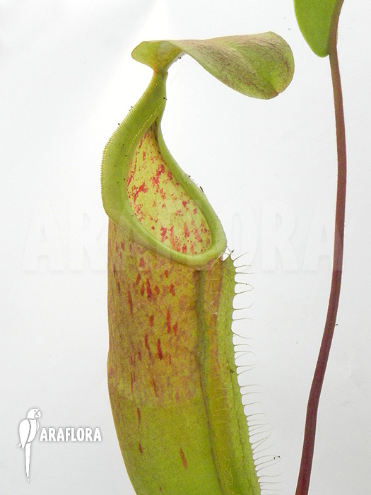 Nepenthes x &lsquo;Louise&rsquo;