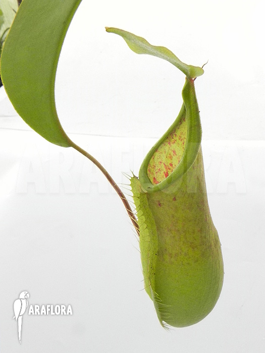 Nepenthes x &lsquo;Louise&rsquo;