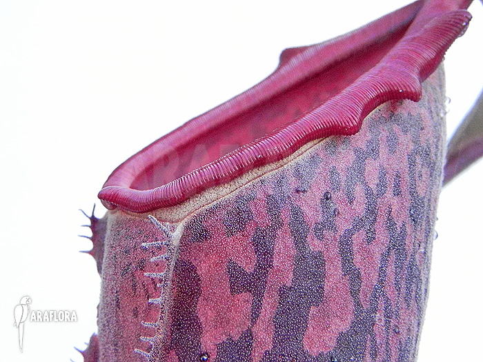 Nepenthes x &lsquo;Pink Panther&rsquo;