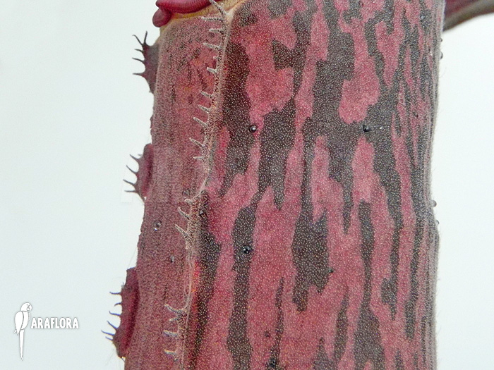 Nepenthes x &lsquo;Pink Panther&rsquo;