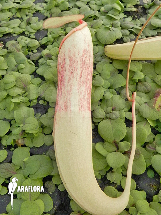 Nepenthes x &lsquo;Snow Soper&rsquo;