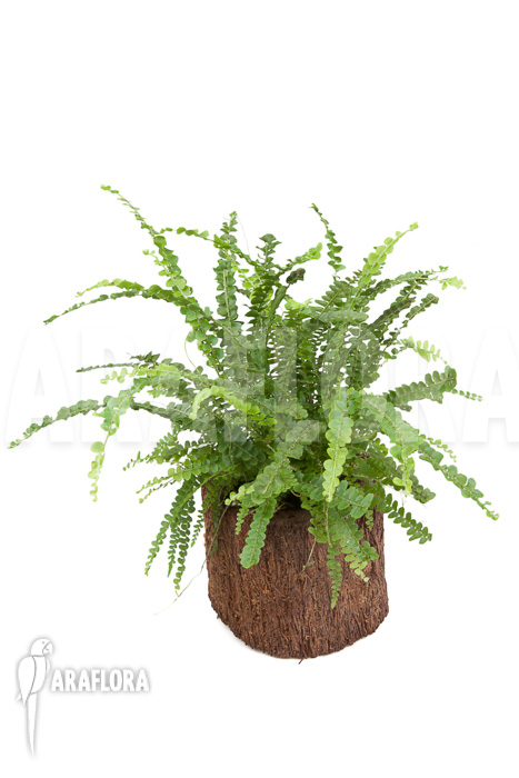 Nephrolepis cordifolia &lsquo;Duffii&rsquo;