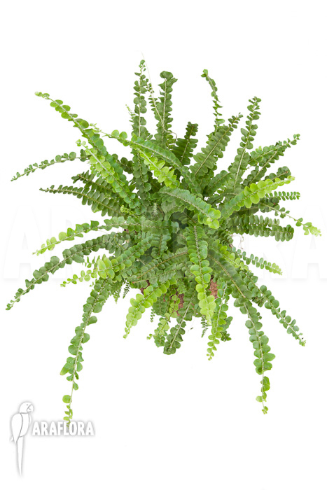 Nephrolepis cordifolia &lsquo;Duffii&rsquo;