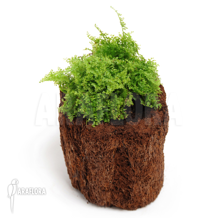 Nephrolepis exaltata &lsquo;Marisa&rsquo;