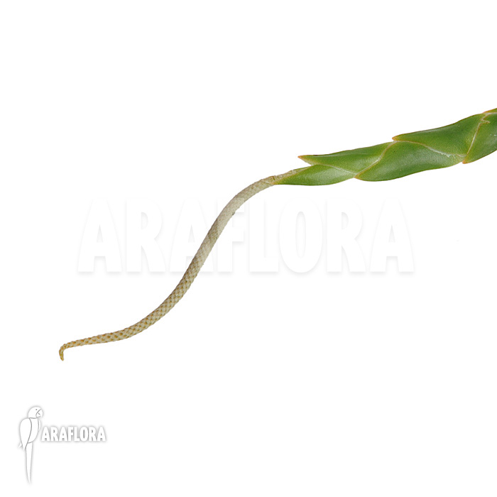 Oberonia lycopodioides &lsquo;Imbricata&rsquo;