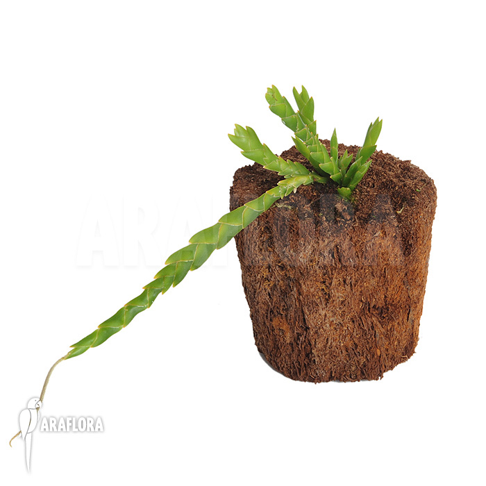 Oberonia lycopodioides &lsquo;Imbricata&rsquo;