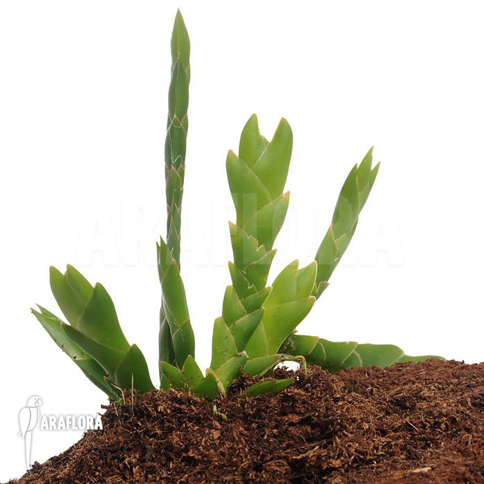 Oberonia lycopodioides &lsquo;Imbricata&rsquo;