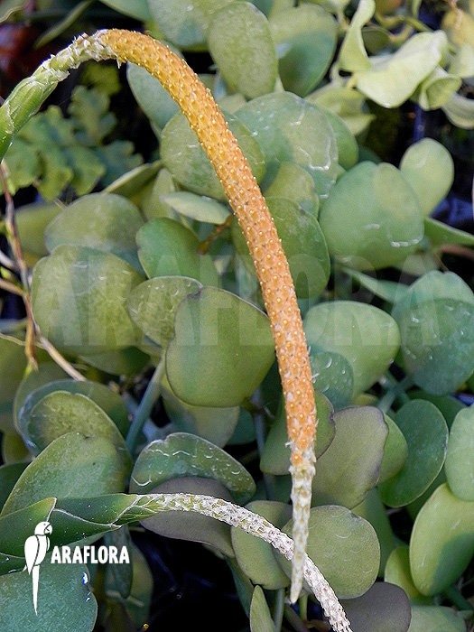 Oberonia lycopodioides &lsquo;Imbricata&rsquo;