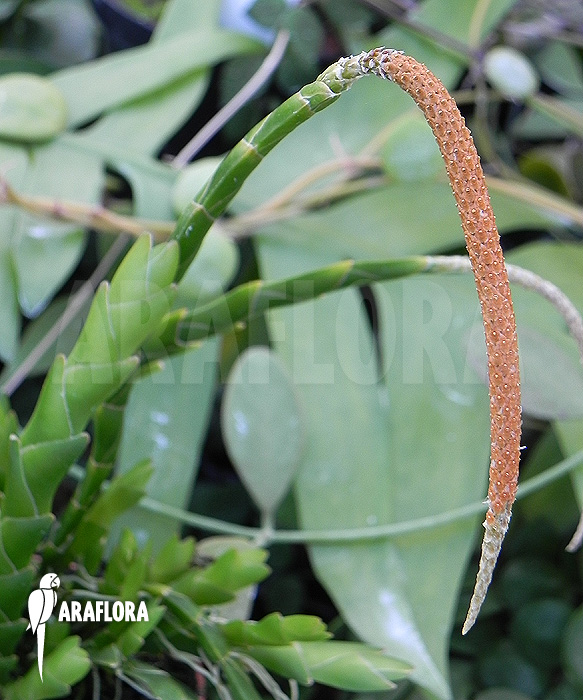 Oberonia lycopodioides &lsquo;Imbricata&rsquo;