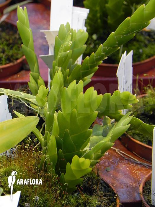 Oberonia lycopodioides &lsquo;Imbricata&rsquo;