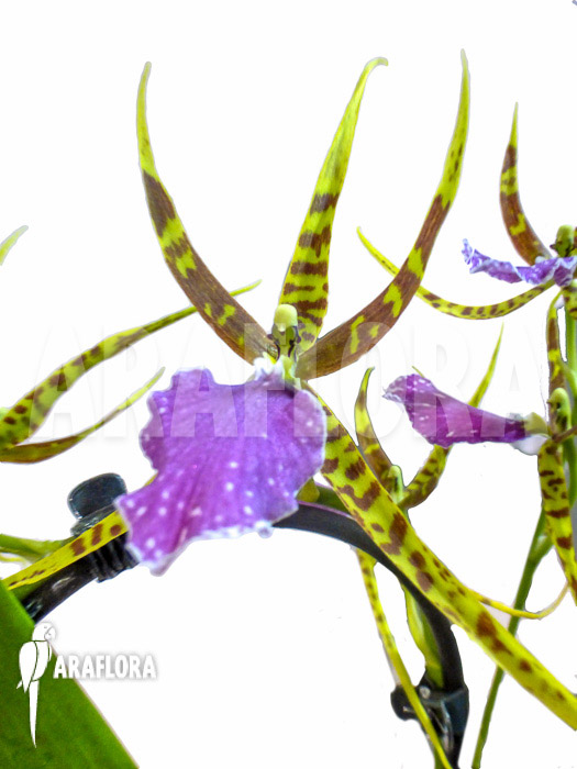 Odontobrassia Billabong &lsquo;Celle&rsquo;