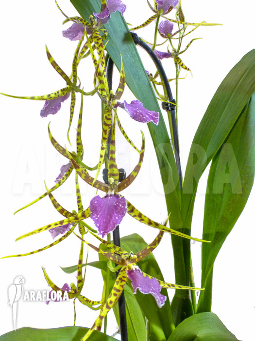 Odontobrassia Billabong &lsquo;Celle&rsquo;