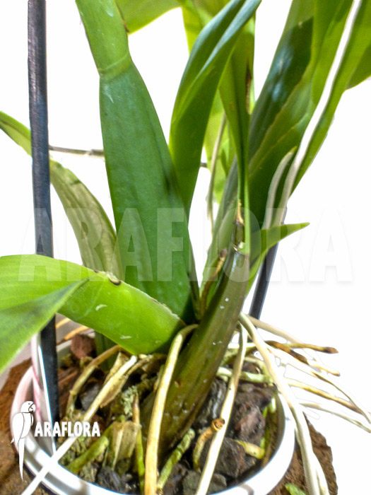 Odontobrassia Billabong &lsquo;Celle&rsquo;