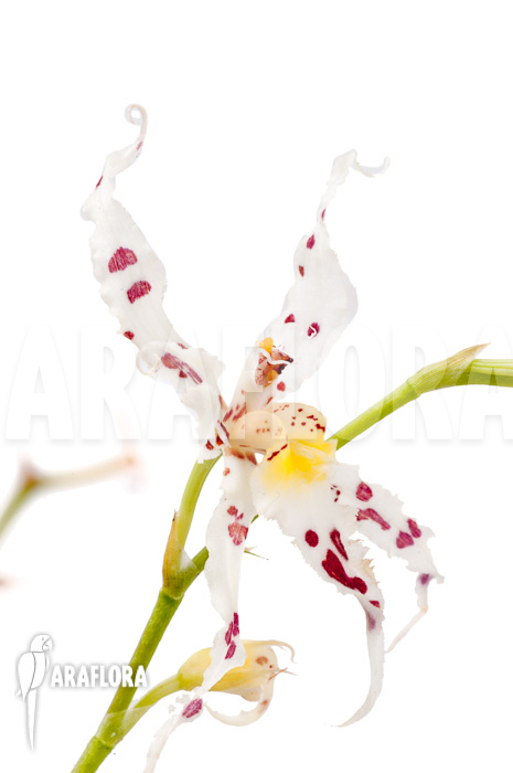 Odontoglossum naevium