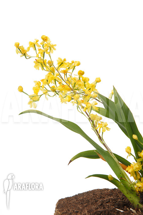 Oncidium &lsquo;Twinkle pearl&rsquo;