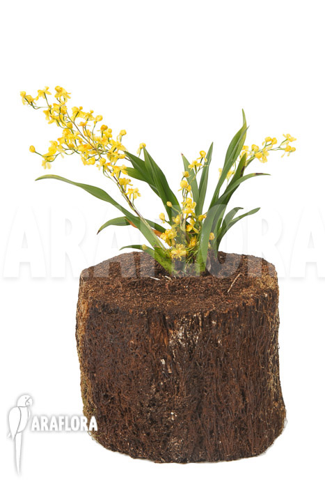 Oncidium &lsquo;Twinkle pearl&rsquo;