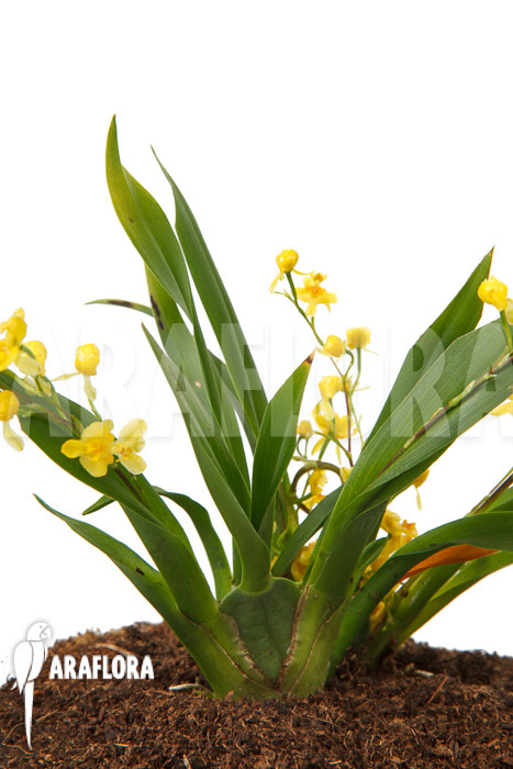 Oncidium &lsquo;Twinkle pearl&rsquo;