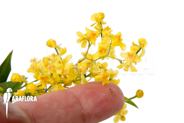 Oncidium &lsquo;Twinkle pearl&rsquo;