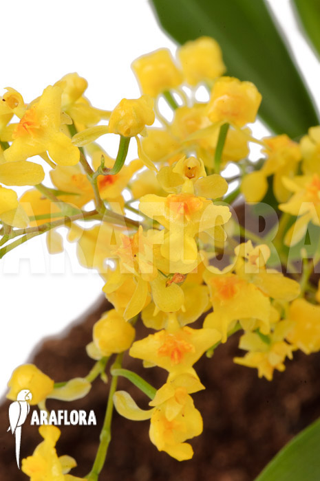 Oncidium &lsquo;Twinkle pearl&rsquo;