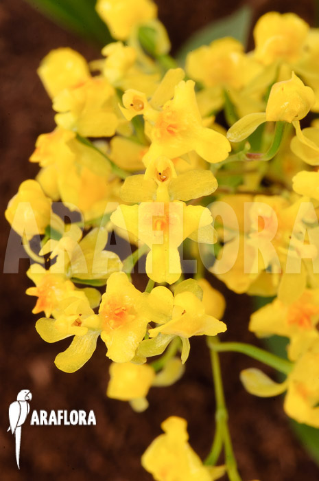 Oncidium &lsquo;Twinkle pearl&rsquo;