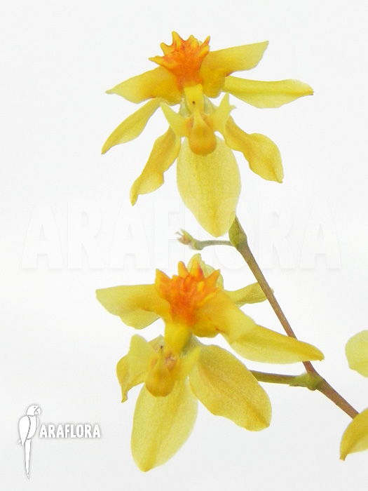 Oncidium cheirophorum &lsquo;S&rsquo;