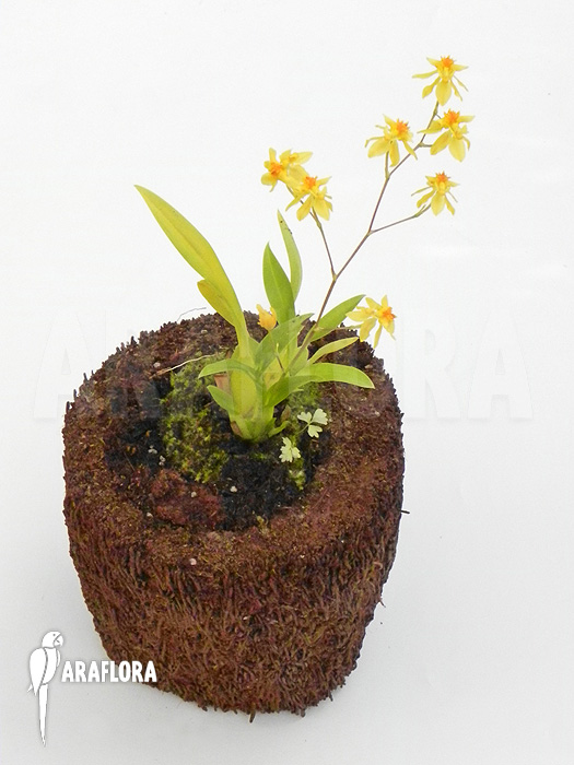 Oncidium cheirophorum &lsquo;S&rsquo;