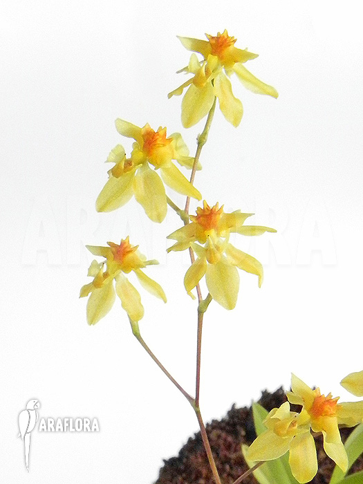Oncidium cheirophorum &lsquo;S&rsquo;