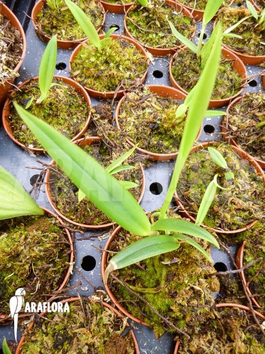 Oncidium cheirophorum &lsquo;S&rsquo;